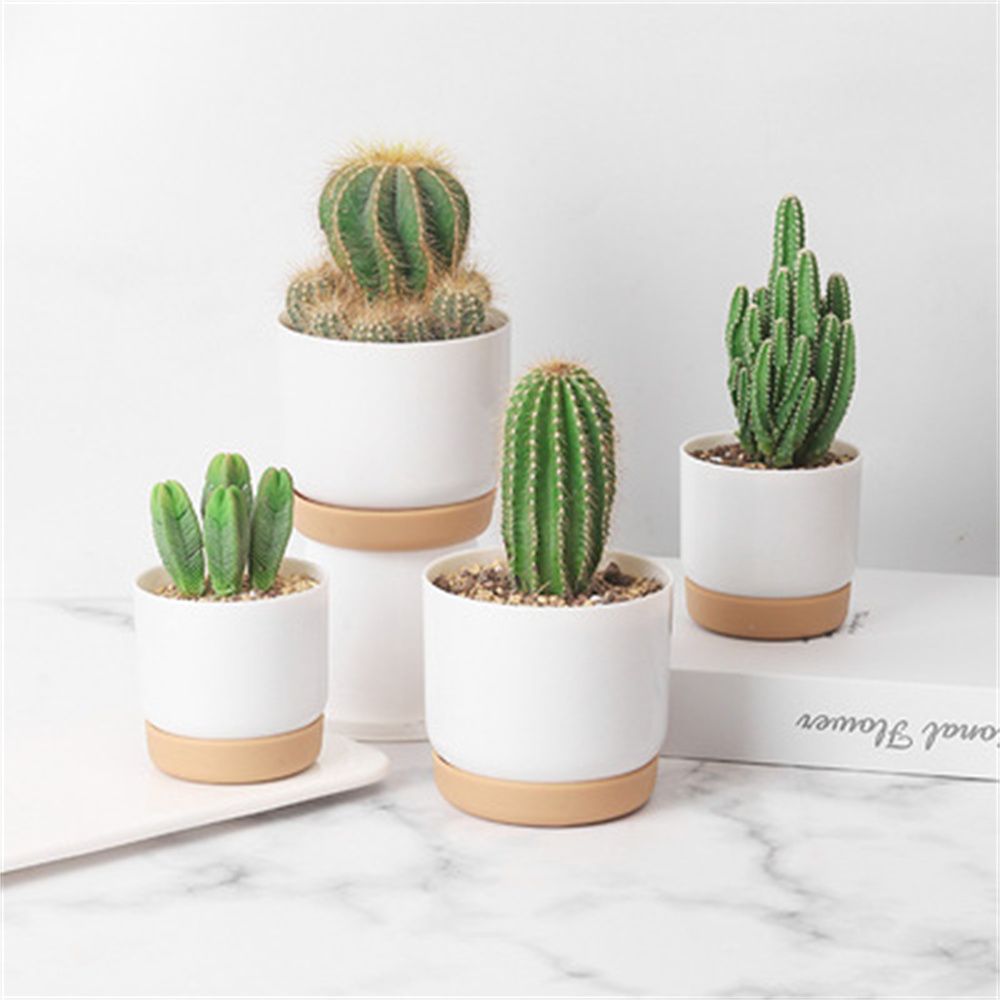Cactus Mix Pot - Round Cactus Succulent Plants Garden Supply