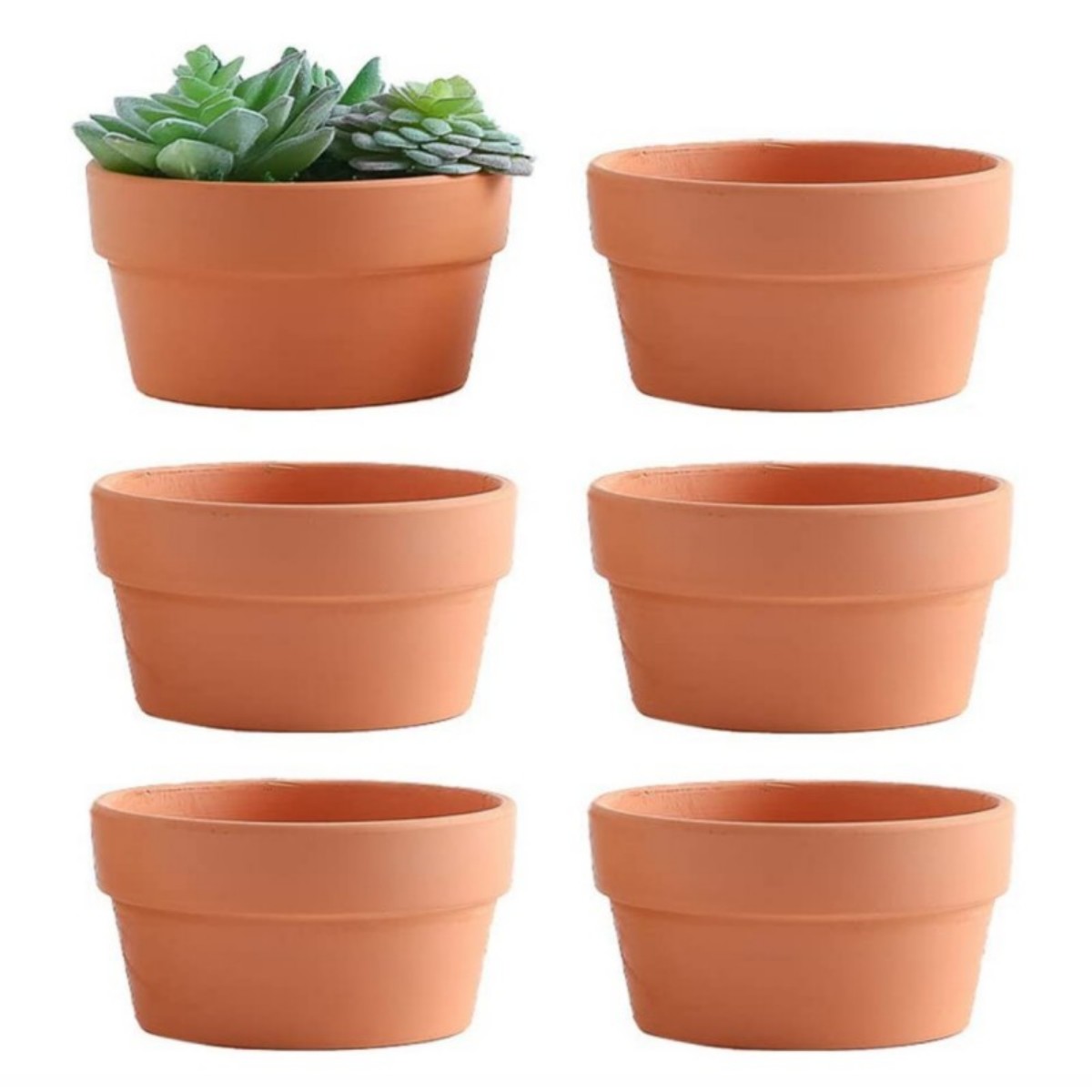 Cactus Mix Pot - 6 PCS Terracotta Buld Pots 3.5