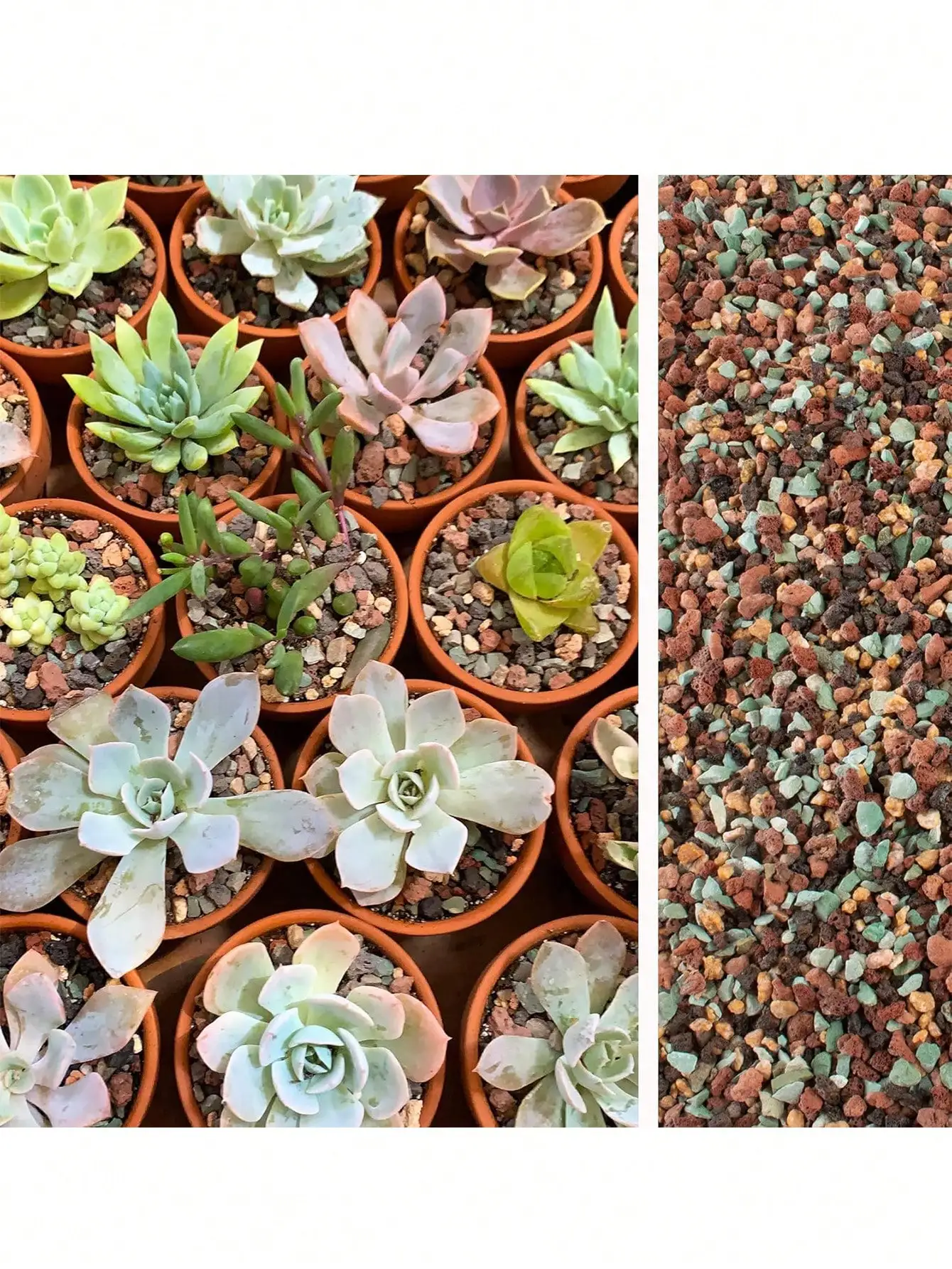 Cactus Mix Pot - Mix Horticultural Lava Rock Pebbles Pumice