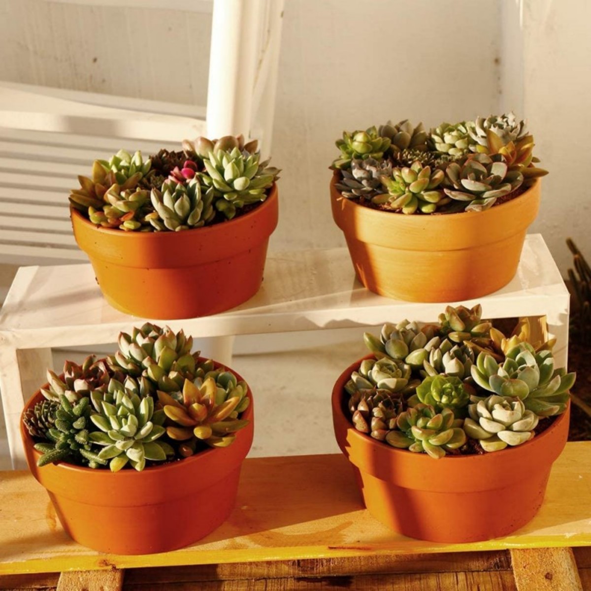 6 PCS Terracotta Buld Pots 3.5 - Cactus Mix Pot ulasan dan harga