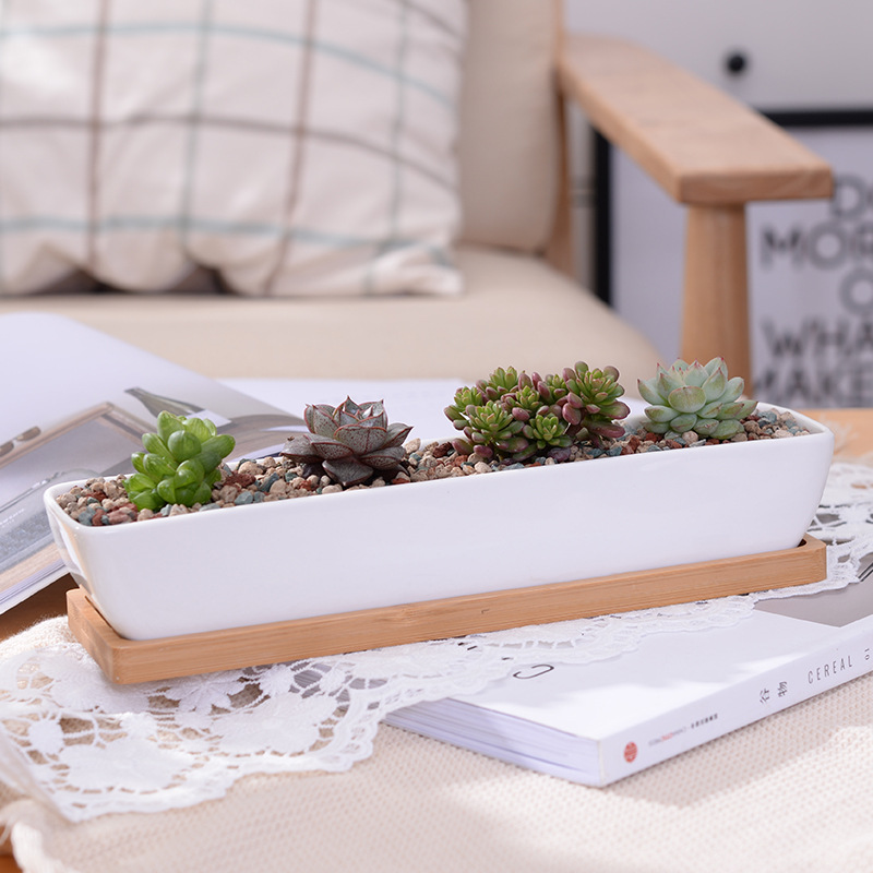 Long Rectangle White Ceramic S - Cactus Mix Pot ulasan dan harga