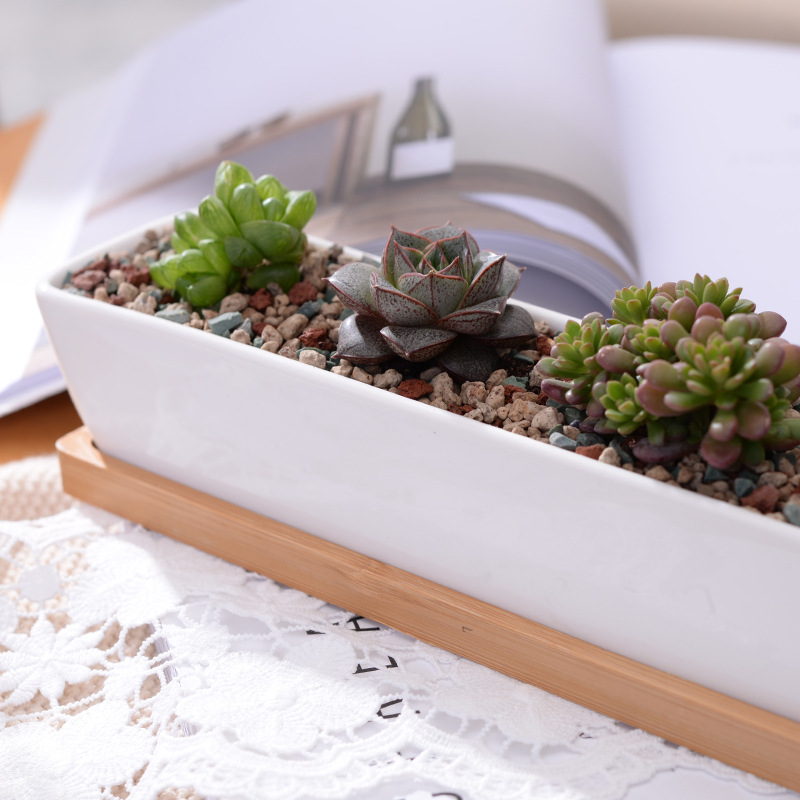 Long Rectangle White Ceramic S - Cactus Mix Pot ulasan dan harga