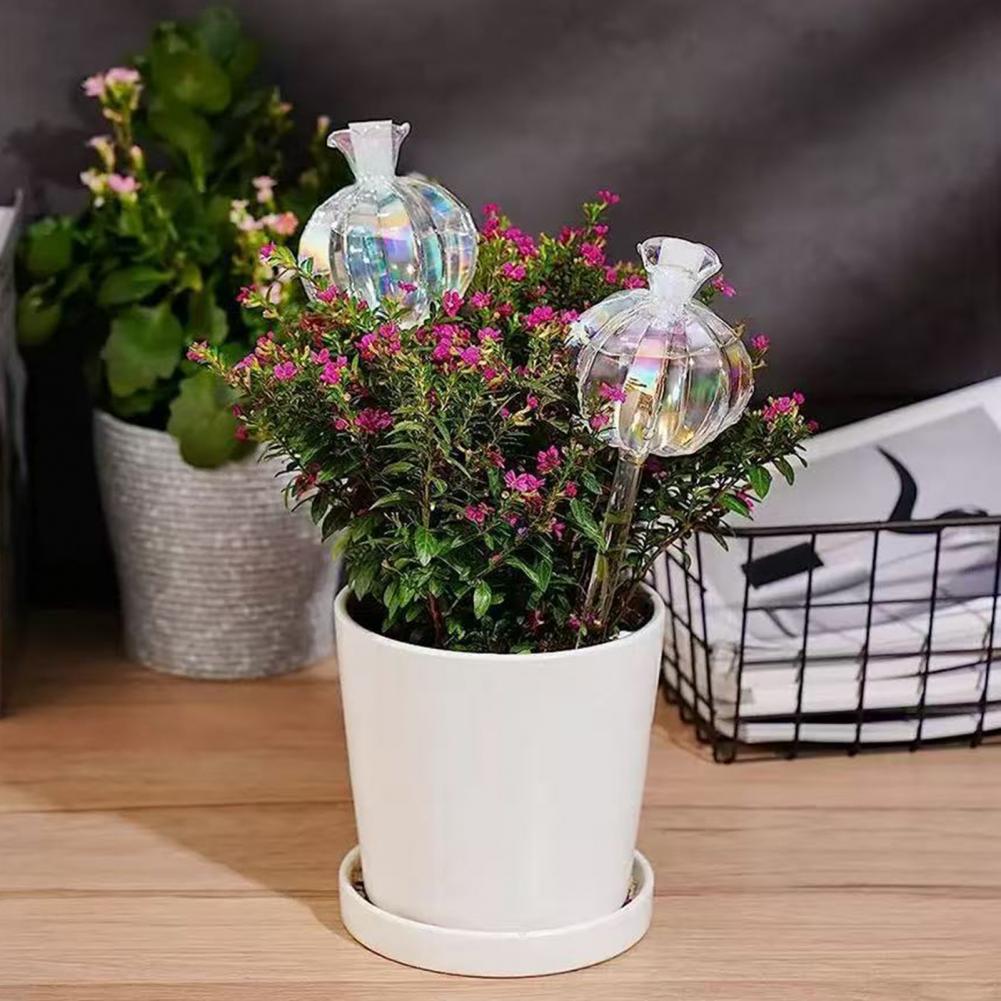 24cm Cactus Self Watering Bulb - Cactus Mix Pot ulasan dan harga