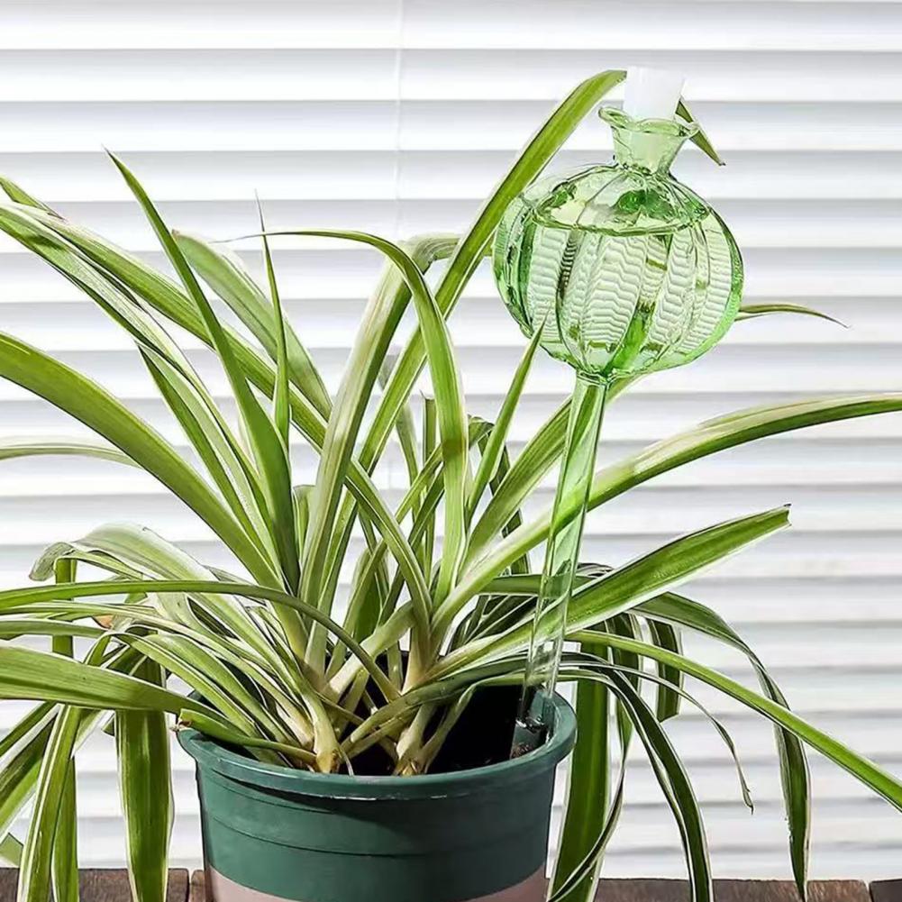 24cm Cactus Self Watering Bulb - Cactus Mix Pot ulasan dan harga