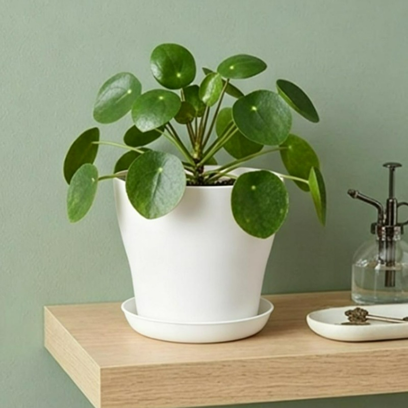 Plant Pot Set with Drainage Ho - Cactus Mix Pot ulasan dan harga